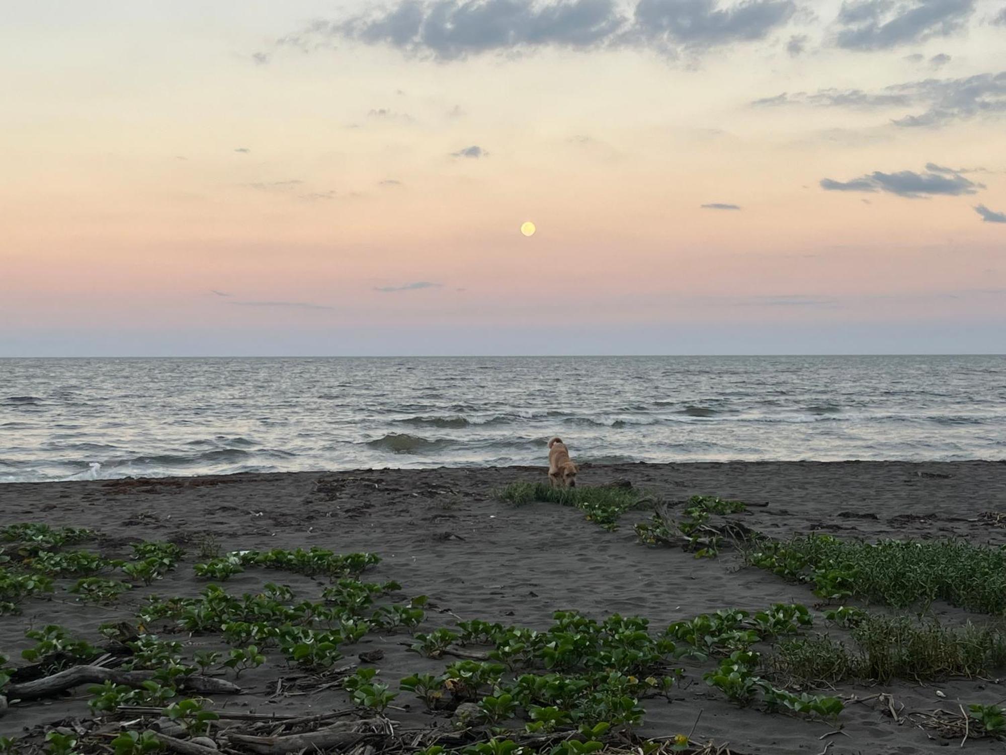 Frias Home Tortuguero Dış mekan fotoğraf